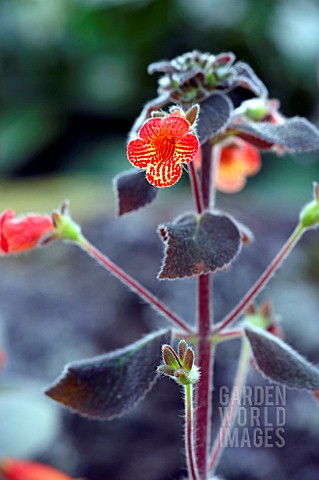 KOHLERIA_AMABILIS_VAR_BOGOTENSIS_DARK_VELVET