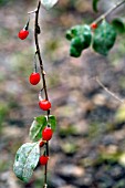 LYCIUM BARBARUM, GOJI BERRY