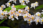 ONCIDIUM TSIKU MARGUERITE ROMANTIC FANTASY