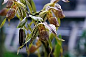 PAPHIOPEDILUM KOLOPAKINGII