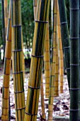 PHYLLOSTACHYS EDULIS PUBESCENS AUREO VARIEGATA, BAMBOO