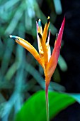 PITCAIRNIA XANTHOCALYX