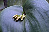 PLEUROTHALLIS MARTHAE