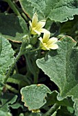 ECBALLIUM ELATERIUM (SQUIRTING CUCUMBER)