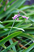 TULBAGHIA SIMMLERI