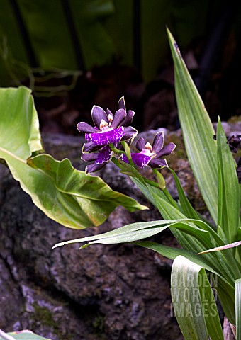 ZYGOPETALUM_ISSUNBOSHI