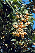 ERIOBOTRYA JAPONICA (LOQUAT)