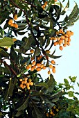 ERIOBOTRYA JAPONICA (LOQUAT)