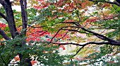 RYOANJI TEMPLE GARDEN; KYOYOCHI POND; JAPAN