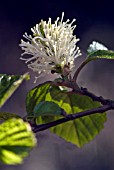 FOTHERGILLA MAJOR (MONTICOLA)