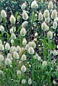 LAGURUS (HARES TAIL GRASS)