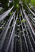 ARASHIYAMA BAMBOO GROVE, KYOTO, JAPAN