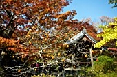 DIOSPYROS KAKI (PERSIMMON), JOJAKKOJI TEMPLE GARDENS, KYOTO, JAPAN