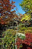 JOJAKKOJI TEMPLE GARDEN. DIOSPYROS KAKI.KYOTO, JAPAN