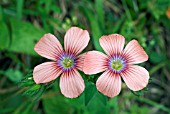 LINUM PUBESCENS