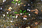 GINKGO BILOBA, FALLEN FRUIT, JAPAN