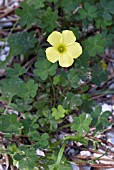 OXALIS PES CAPRAE (BERMUDA BUTTERCUP)