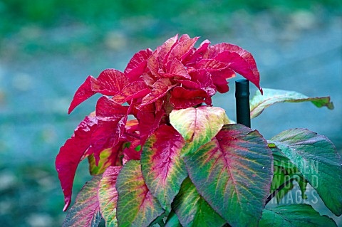 AMARANTHUS_TRICOLOR