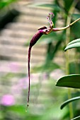 BULBOPHYLLUM FASCINATOR