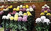 CHRYSANTHEMUM DISPLAY