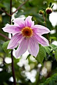 DAHLIA IMPERIALIS, (TREE DAHLIA)