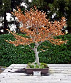 FAGUS CRENATA BONSAI