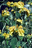 PHLOMIS FRUTICOSA (JERUSALEM SAGE)