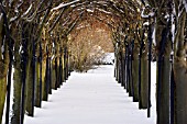 LABURNUM ARCH IN WINTER