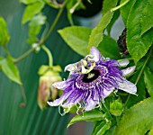 PASSIFLORA BYRON BEAUTY