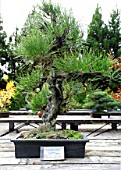 PINUS THUBERGII VAR CORTICOSA, JAPANESE BLACK PINE, BONSAI