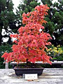 ZELKOVA SERRATA BONSAI