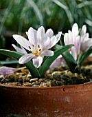 COLCHICUM HUNGARICUM