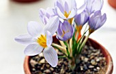 CROCUS ANTALYENSIS