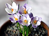 CROCUS BIFLORUS SUBSPECIES ALEXANDRI