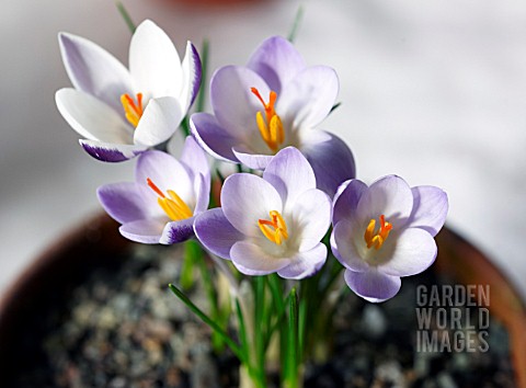 CROCUS_BIFLORUS_SUBSPECIES_ALEXANDRI