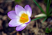 CROCUS SIEBERI SUBSPECIES SUBLIMIS TRICOLOR