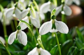 GALANTHUS PLICATUS AUGUSTUS