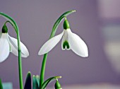 GALANTHUS BACKHOUSE SPECTACLES