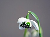 GALANTHUS ANGUSTIFOLIUS BARBARAS DOUBLE