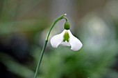 GALANTHUS PLICATUS DIGGORY