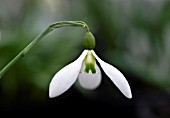 GALANTHUS JOHN GRAY