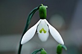 GALANTHUS LADY DALHOUSIE