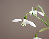 GALANTHUS LIMETREE