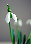 GALANTHUS MERLIN