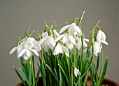 GALANTHUS NIVALIS POCULIFORMIS GROUP WEDDING DRESS