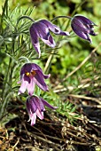 PULSATILLA HALLERI SLAVICA (PASQUEFLOWER)