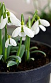 GALANTHUS PLICATUS LADY ALICE