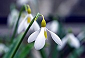 GALANTHUS PLICATUS WENDYS GOLD