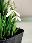 GALANTHUS POCELI