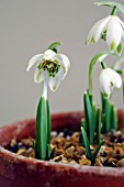 GALANTHUS PUSEY GREEN TIP